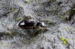 Bembidion