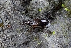 Bembidion
