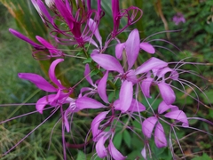 Cleome houtteana