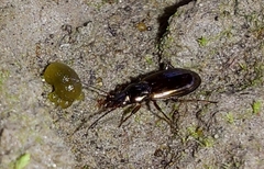 Bembidion
