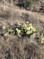 Opuntia littoralis