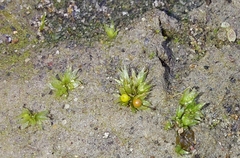 Physcomitrium patens