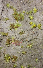 Physcomitrium patens