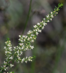 Olearia tubuliflora