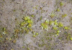 Physcomitrium patens