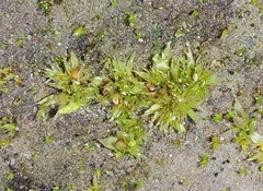 Physcomitrium patens