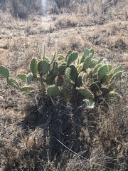 Opuntia littoralis