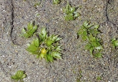 Physcomitrium patens