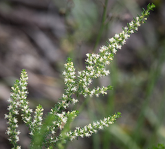 Olearia tubuliflora