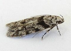 Recurvaria nanella