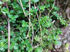 Peperomia berlandieri