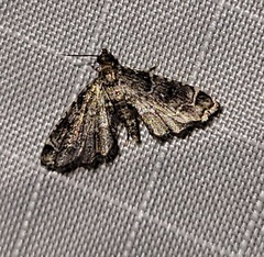 Sufetula carbonalis