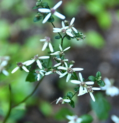 Sericocarpus asteroides