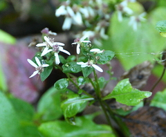 Sericocarpus asteroides