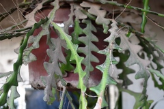 Selenicereus anthonyanus