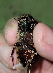 Hydrophilus triangularis