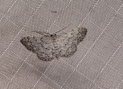 Idaea ostentaria