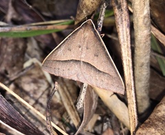 Epidesmia chilonaria