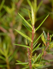 Hibbertia exutiacies