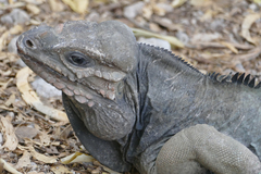 Cyclura cornuta