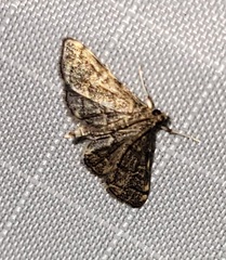 Anageshna primordialis