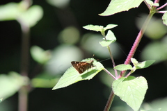 Paratrytone aphractoia