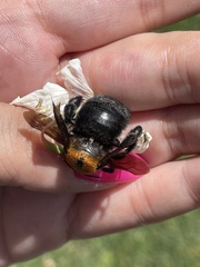 Xylocopa eximia