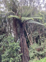 Cyathea cunninghamii