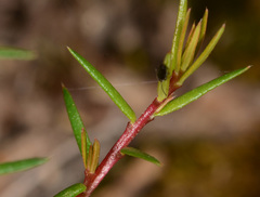 Hibbertia exutiacies