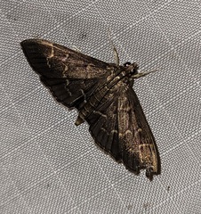 Pilocrocis ramentalis