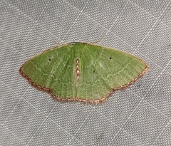 Nemoria lixaria