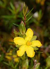 Hibbertia exutiacies