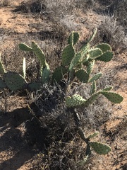 Opuntia littoralis