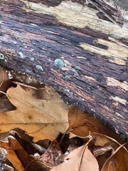 Chlorosplenium chlora