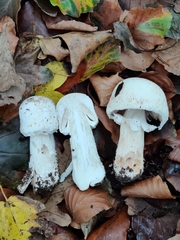 Agaricus