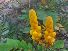 Senna alata