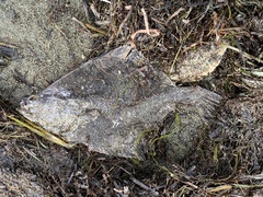 Platichthys stellatus