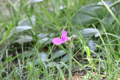 Tradescantia crassifolia