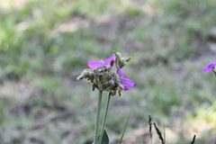 Tradescantia crassifolia