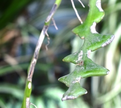 Selenicereus anthonyanus