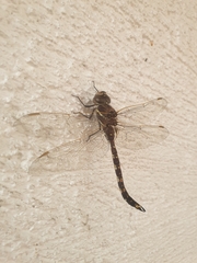 Adversaeschna brevistyla