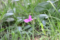 Tradescantia crassifolia