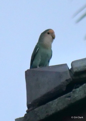 Agapornis roseicollis