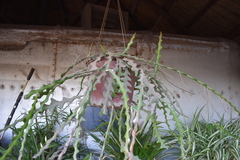 Selenicereus anthonyanus