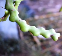 Selenicereus anthonyanus