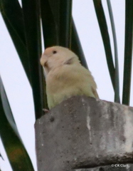 Agapornis roseicollis