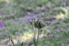 Tradescantia crassifolia