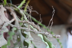 Selenicereus anthonyanus