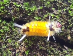 Lophocampa