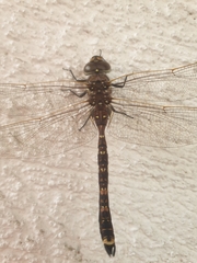 Adversaeschna brevistyla